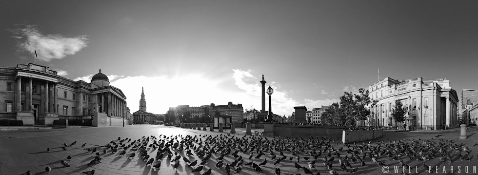 Trafalgar Square Pigeons