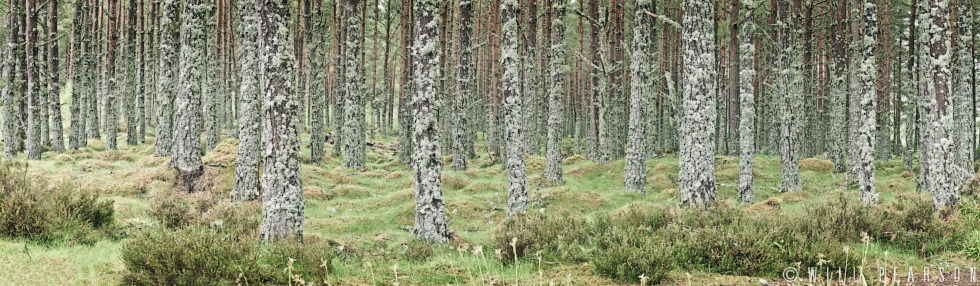 Irish Forest